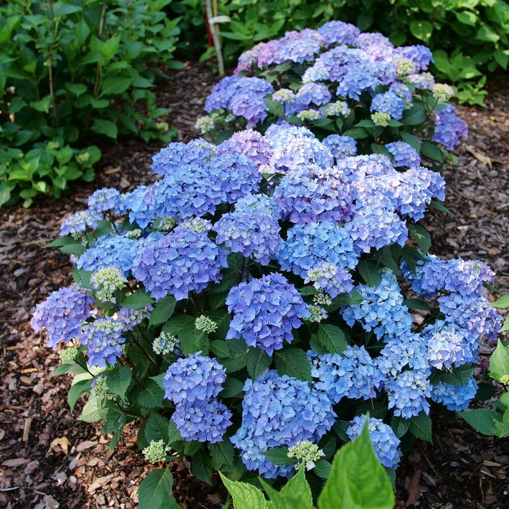 Hydrangea macrophilla