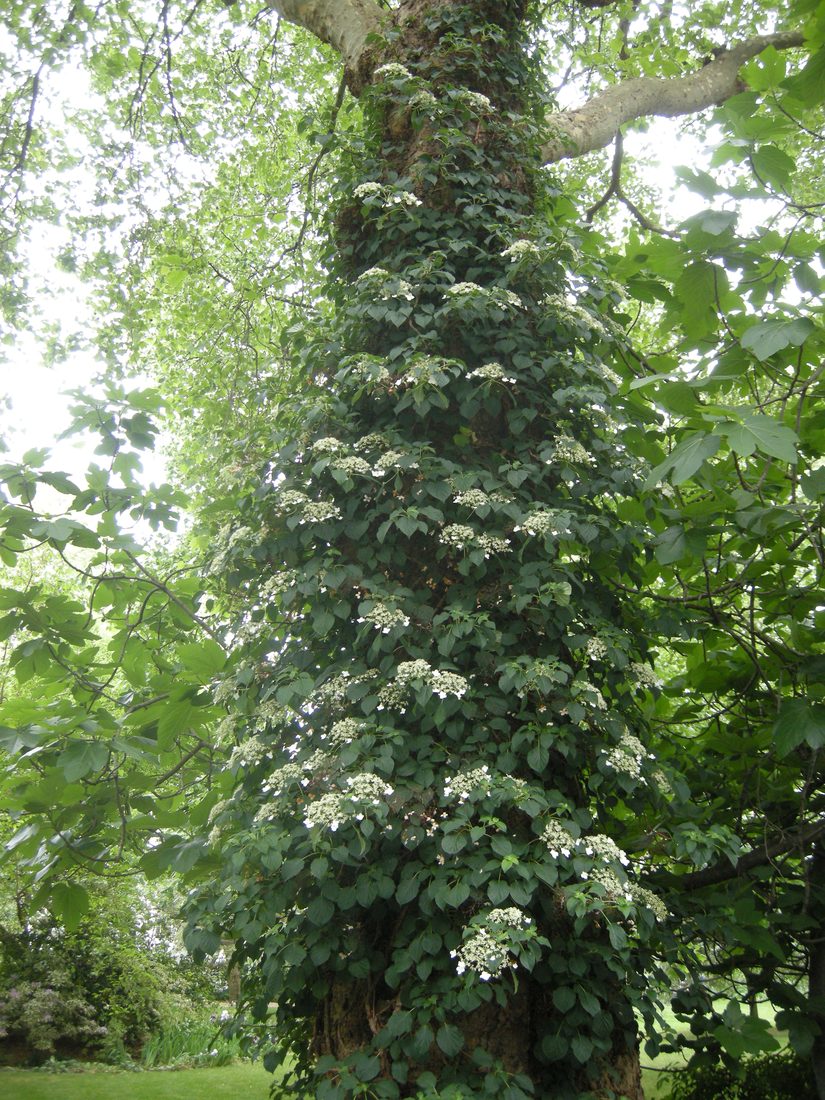 Hydrangea pectiolaris