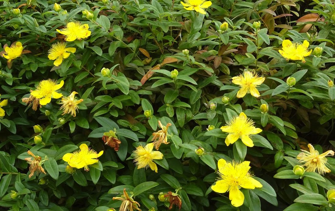 Hypercum calycinum