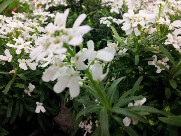 Iberis semperflorens