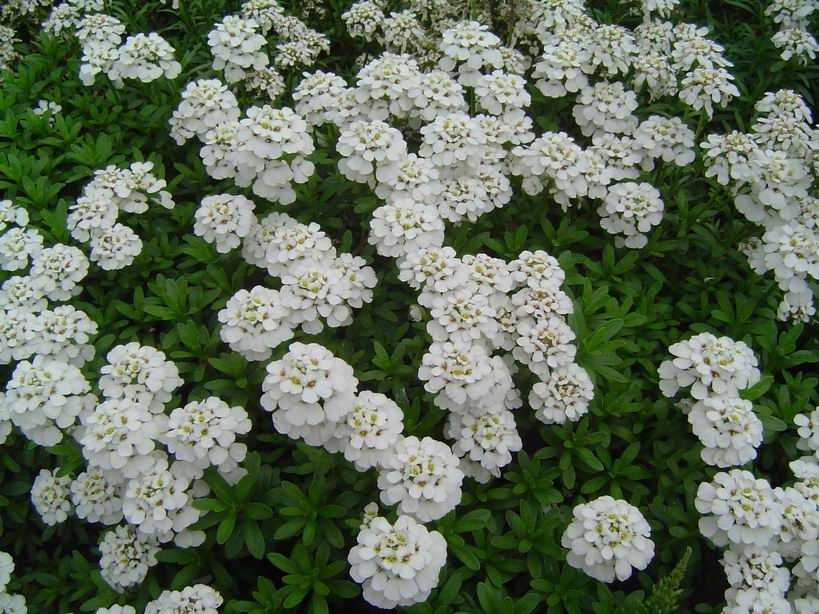 Iberis sempervirens