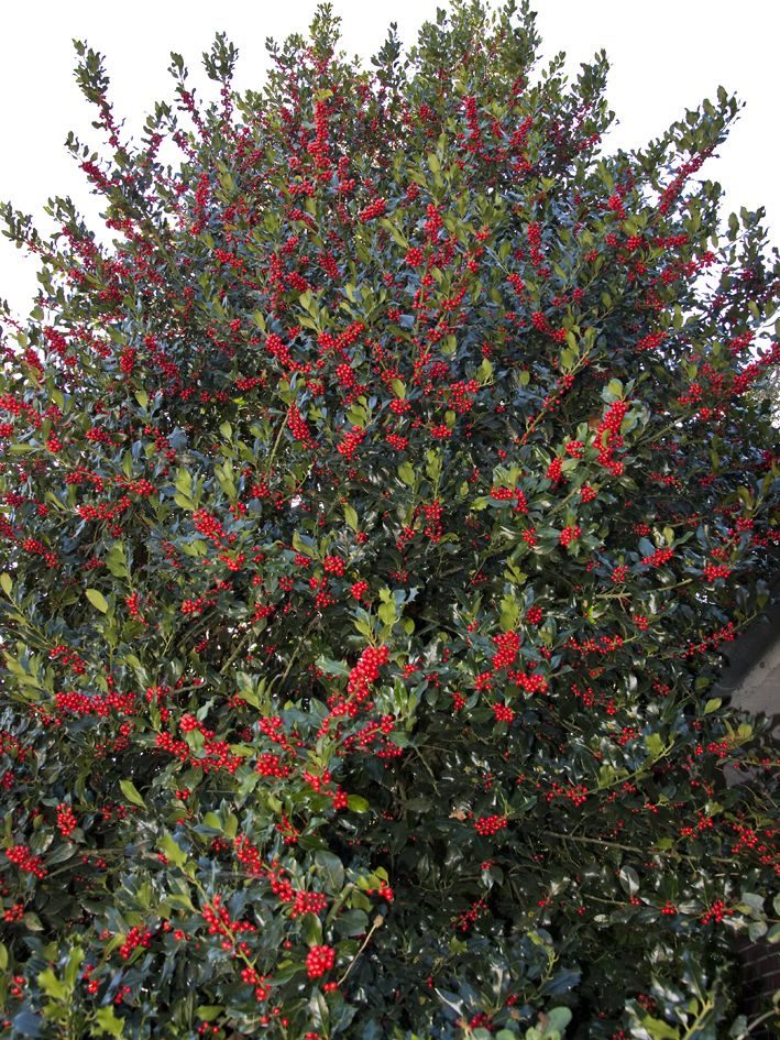 Ilex aquifolium nelly steven