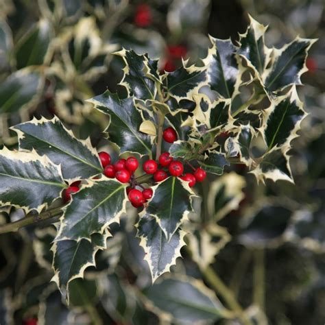 Ilex argenteo marginata