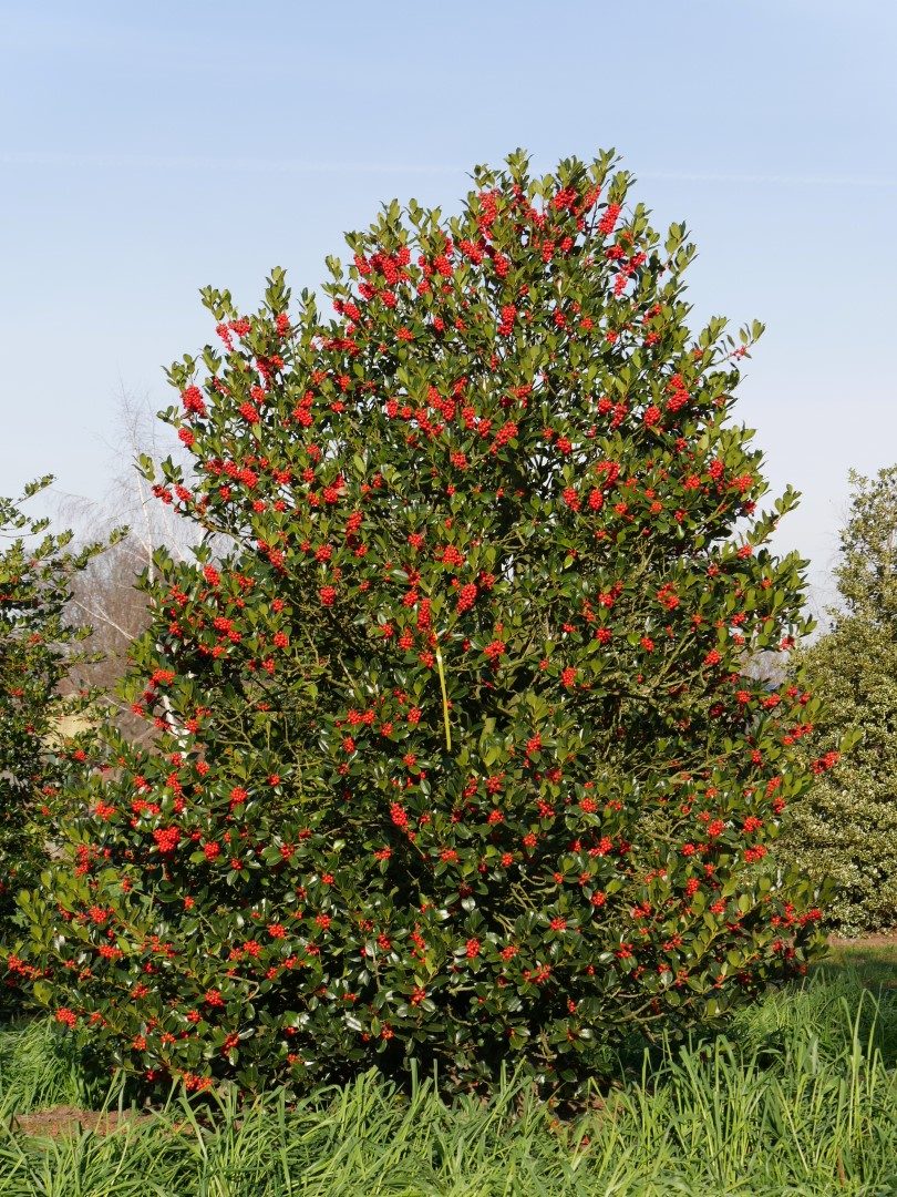 Ilex camelifolia