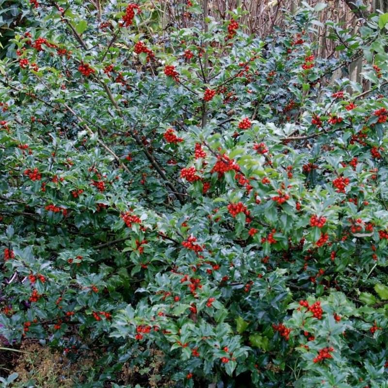 Ilex meserveae
