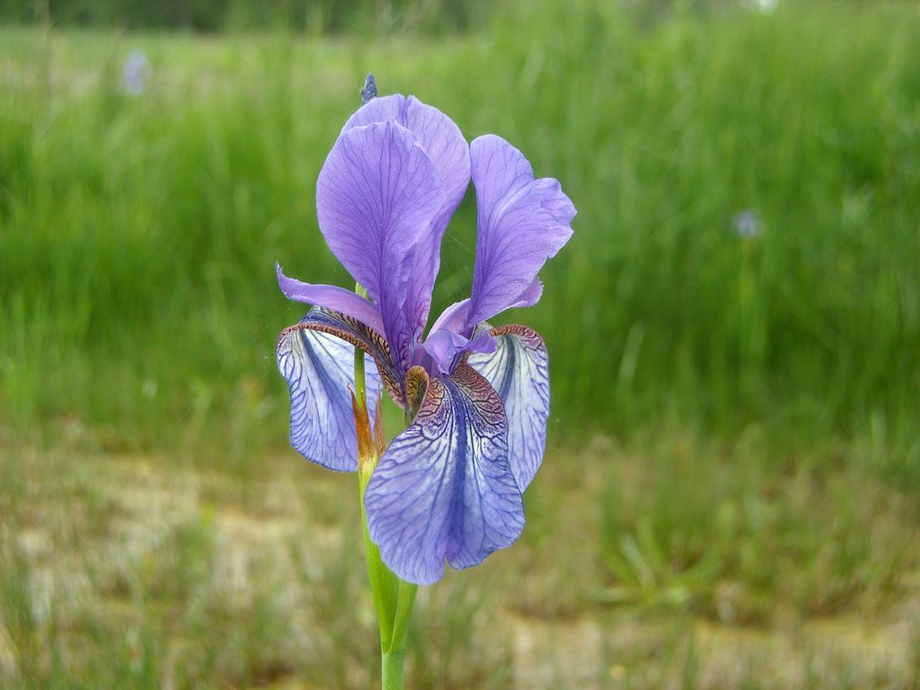 Iris ibridi