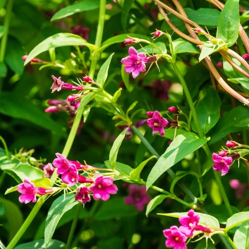 Jasminum beesianum