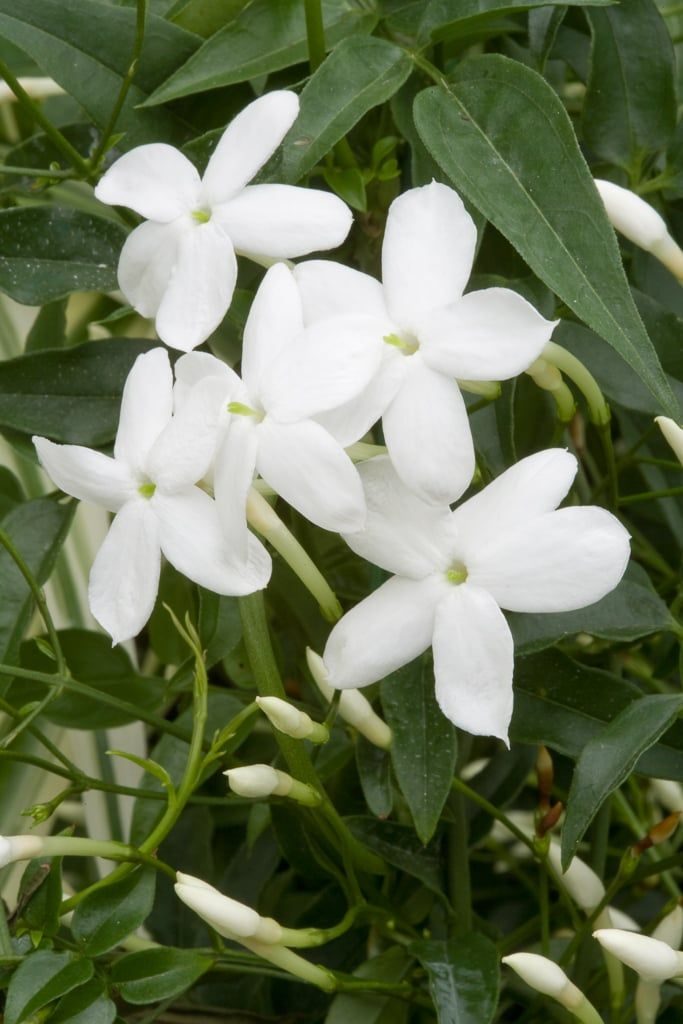 Jasminum graniflorum