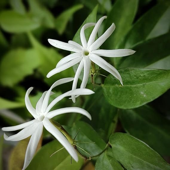 Jasminum nitidum