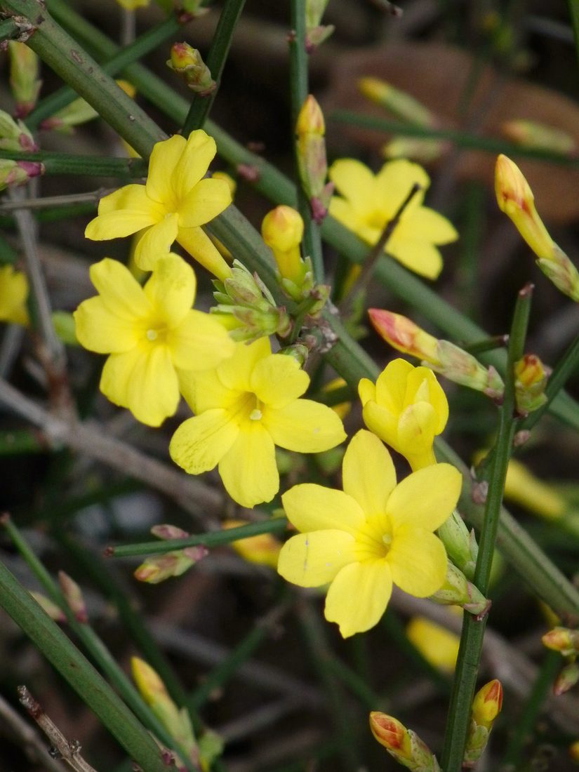 Jasminum nudiflorum