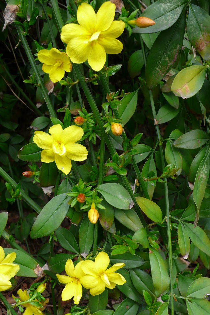 Jasminum primulinum