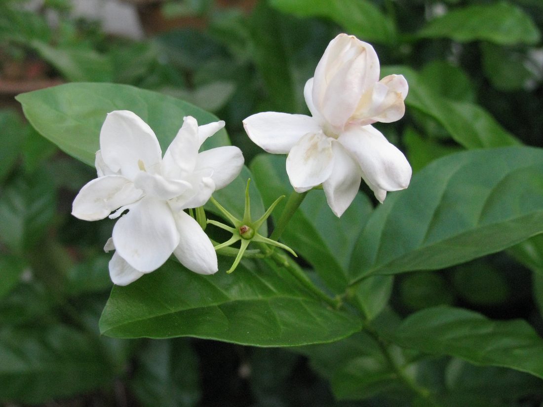 Jasminum sambac