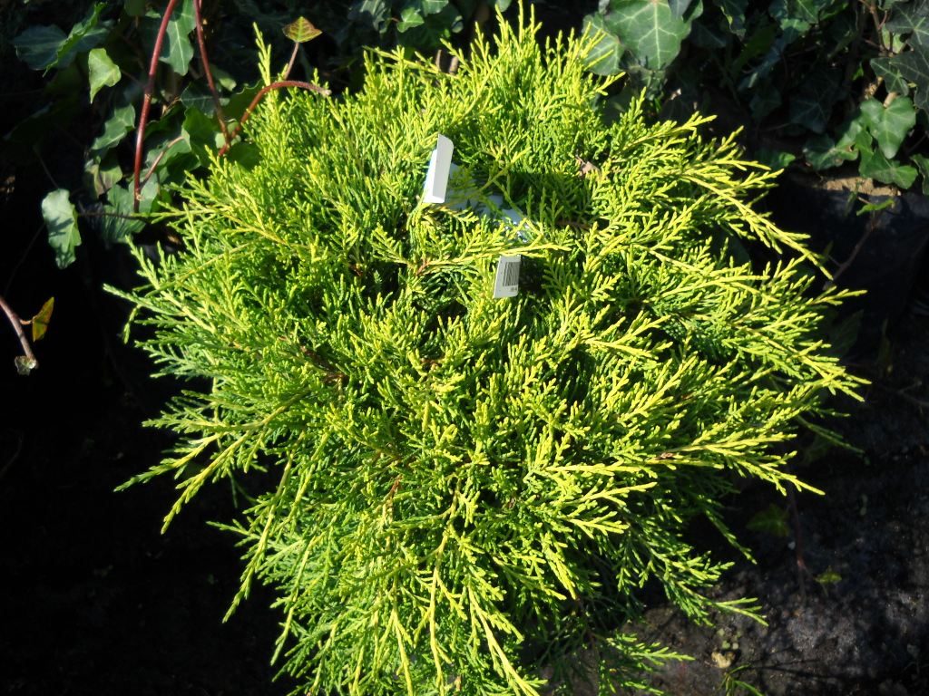 Juniperus chinensis old gold