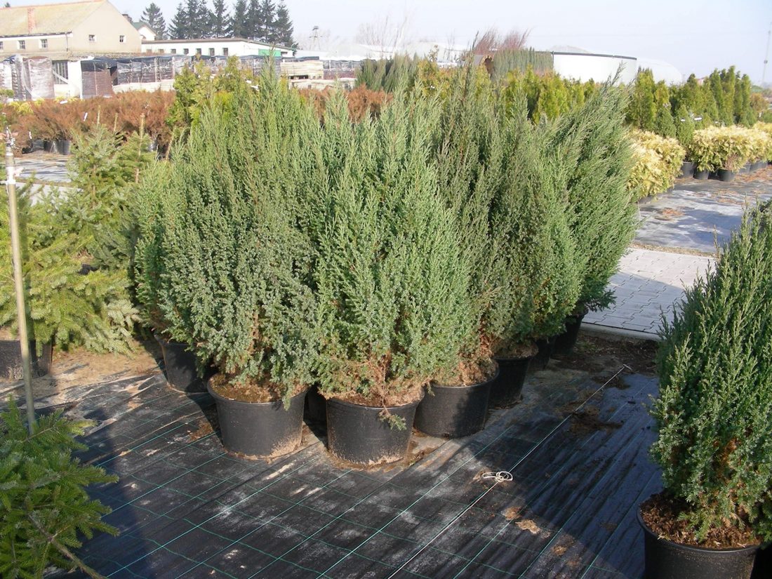 Juniperus chinensis stricta