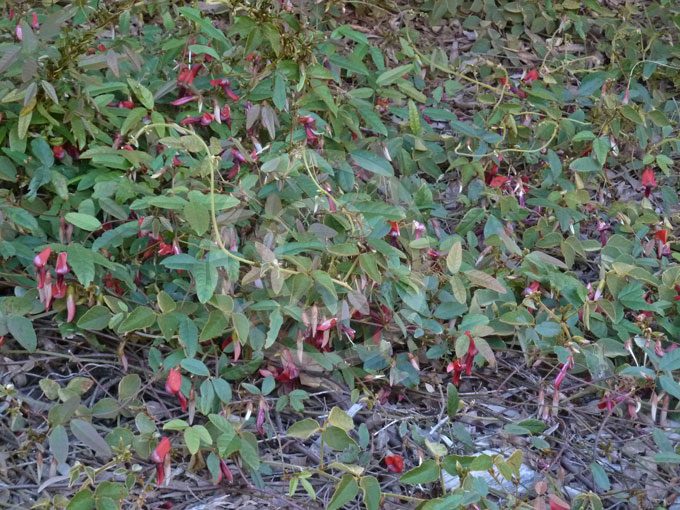 Kennedia rubicunda