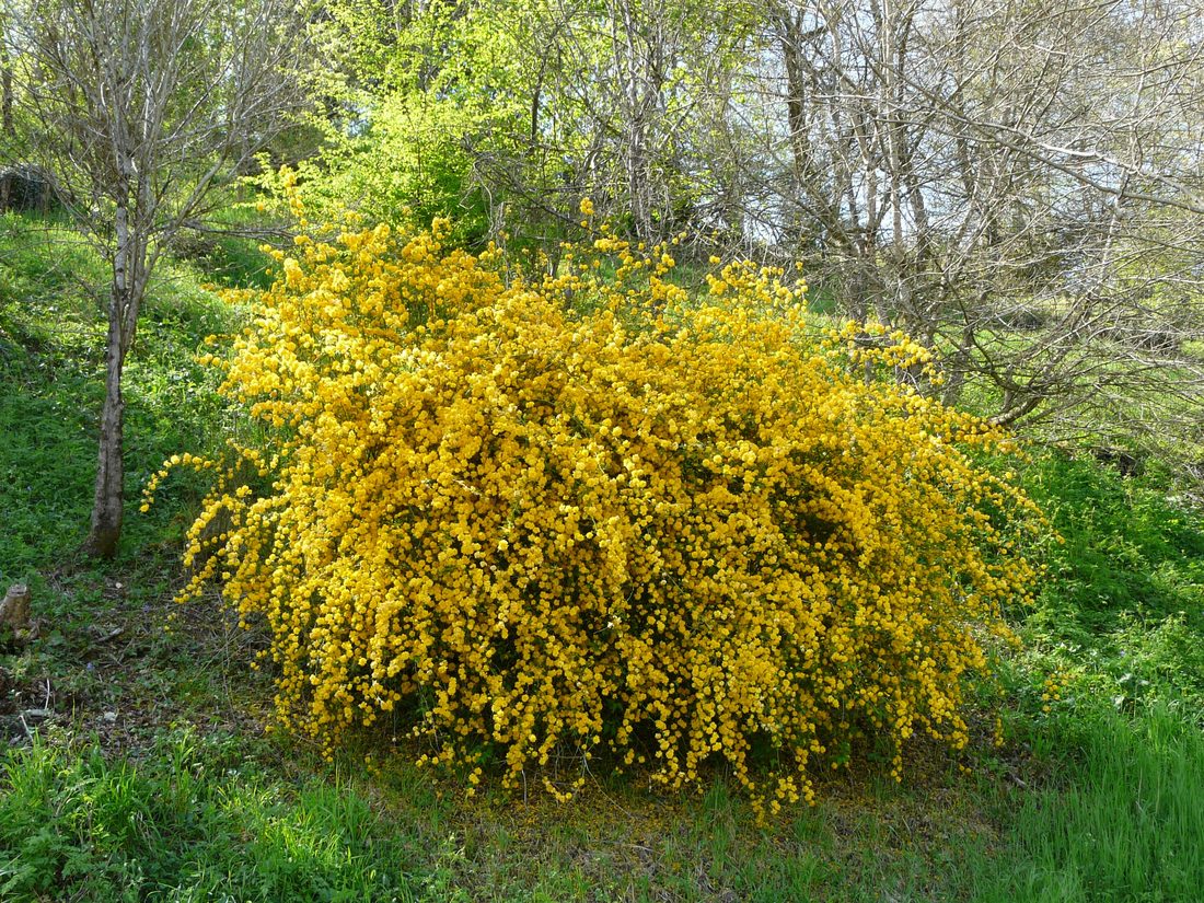 Kerria japonica