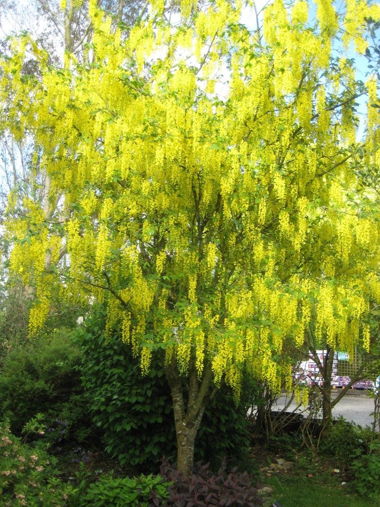 Laburnum watereri