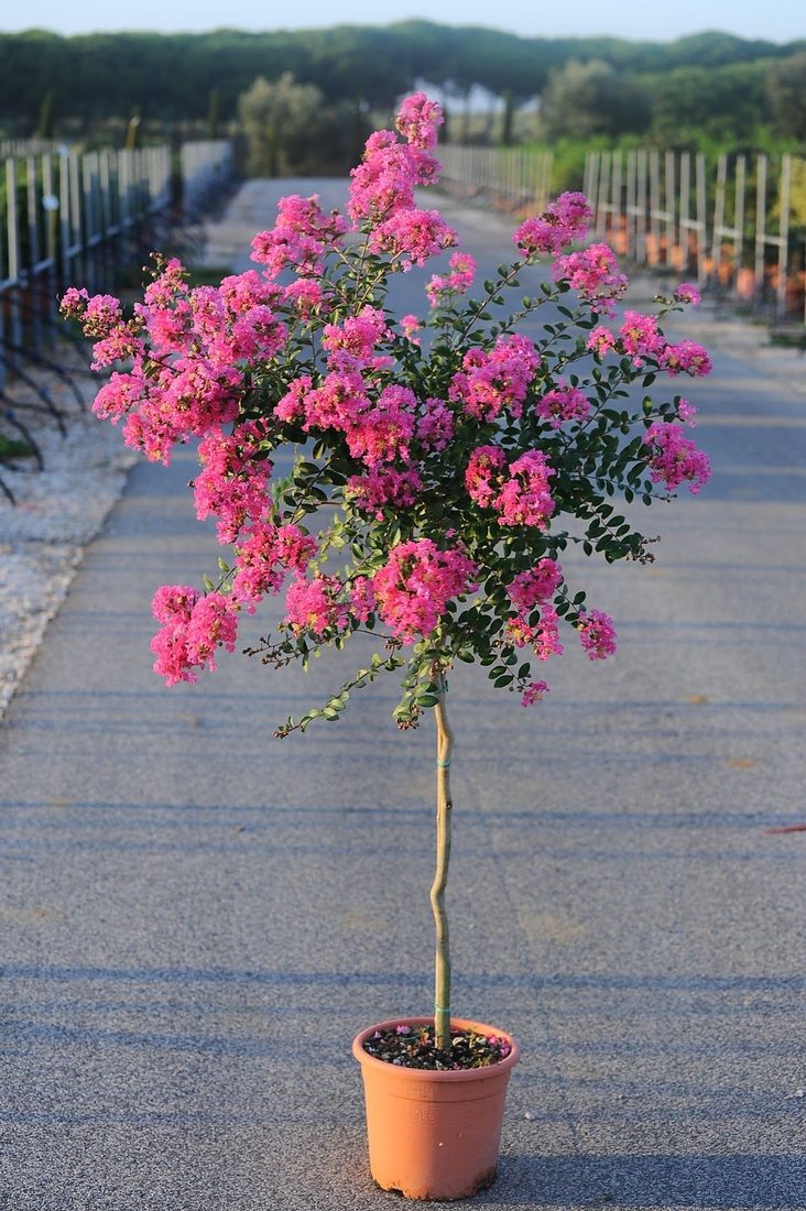 Lagestroemia indica hibridi