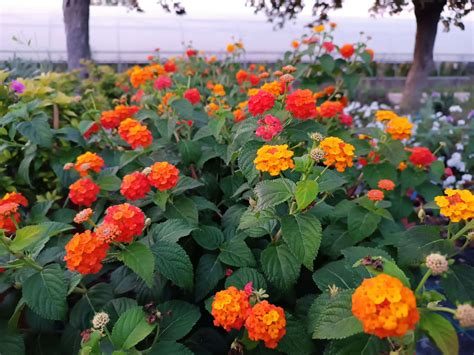 Lantana camara