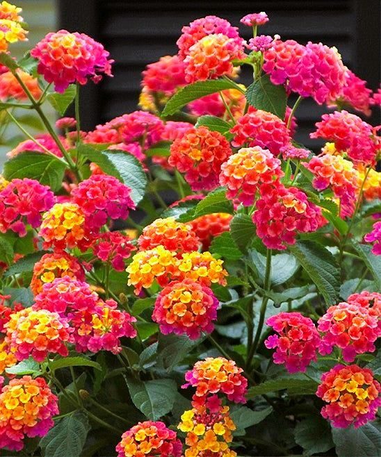 Lantana camara ibridi