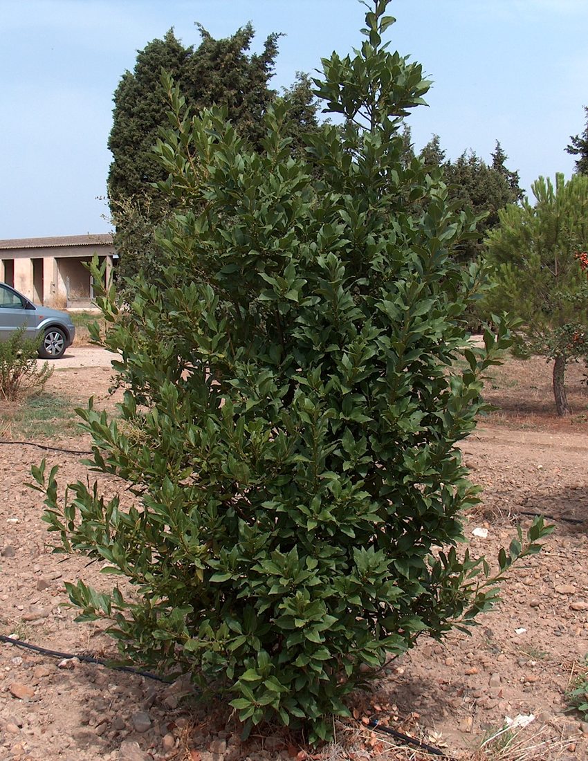 Laurus nobilis