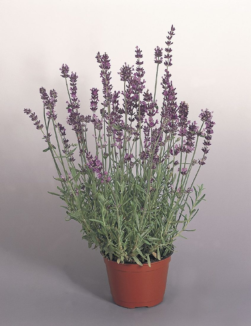 Lavandula angustifoglia