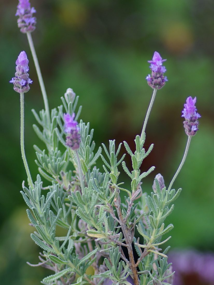 Lavandula dentata