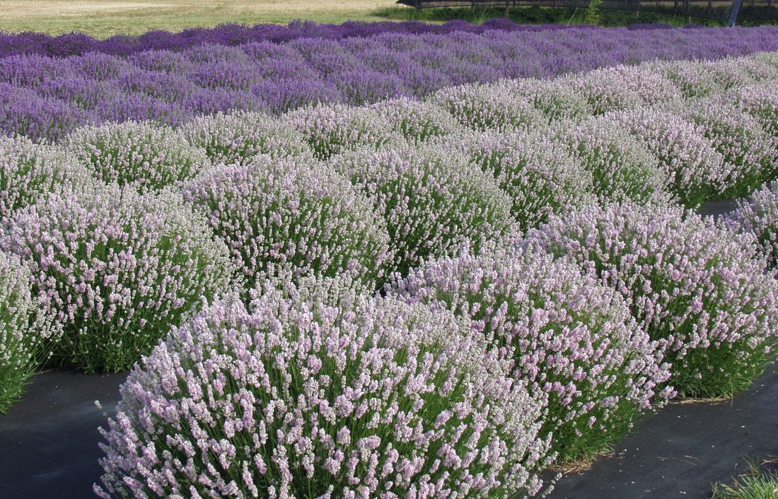 Lavandula stoechas