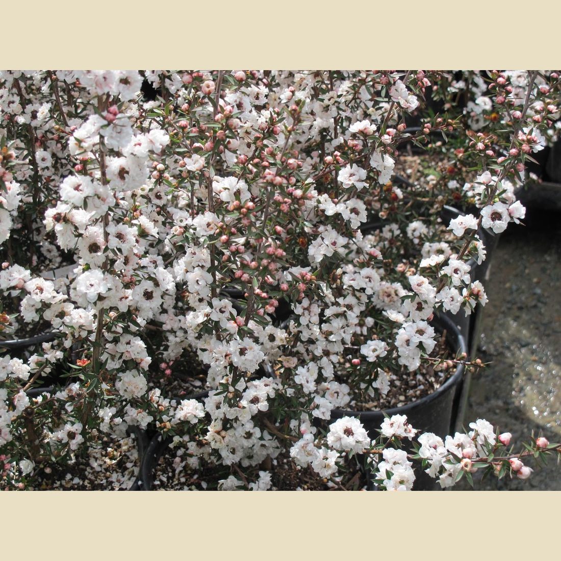 Leptospermum scoparium hibridi