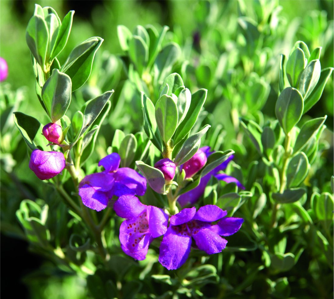 Leucophyllum 2varieta'