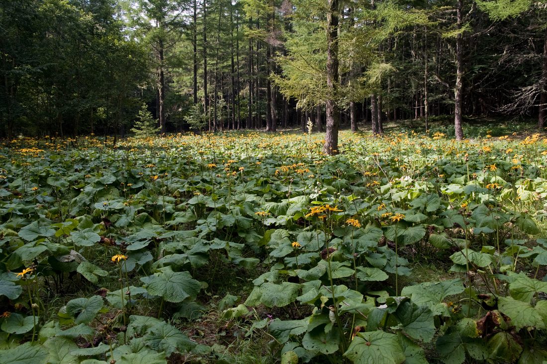 Ligularia dentata