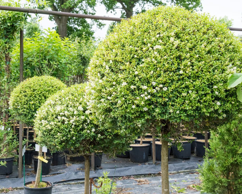 Ligustrum delavayanum ( yunandrum )