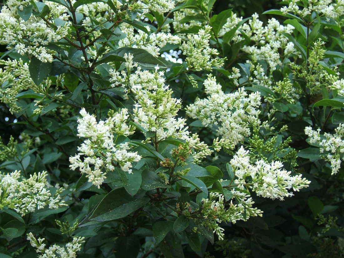 Ligustrum ovalifolium aurea