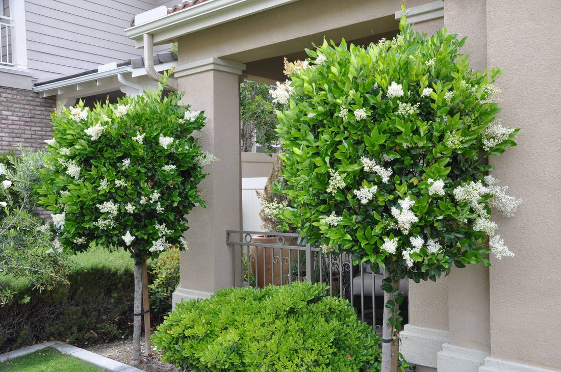 Ligustrum yaponicum