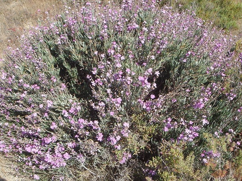 Limoniastrum monopetalum