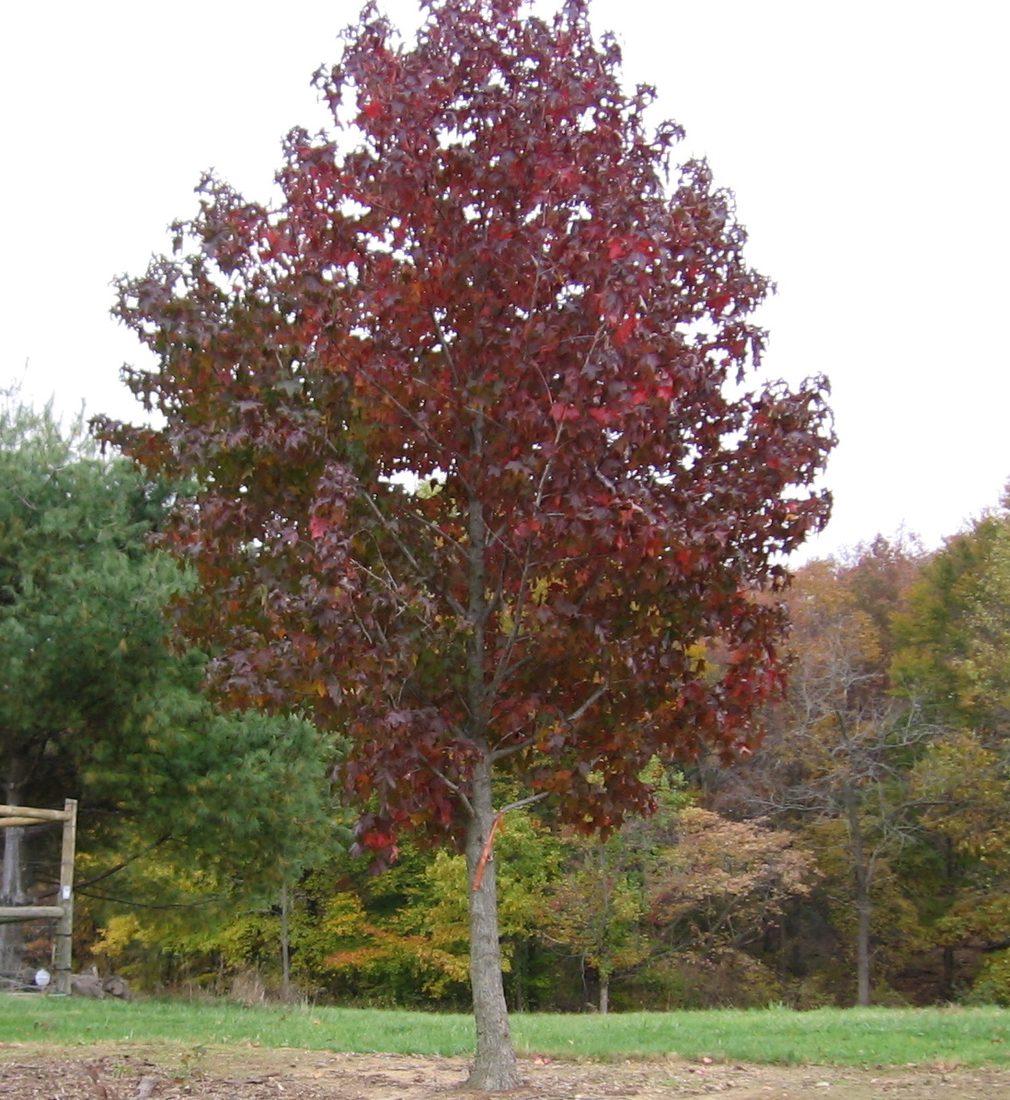 Liquidambar styraciflua