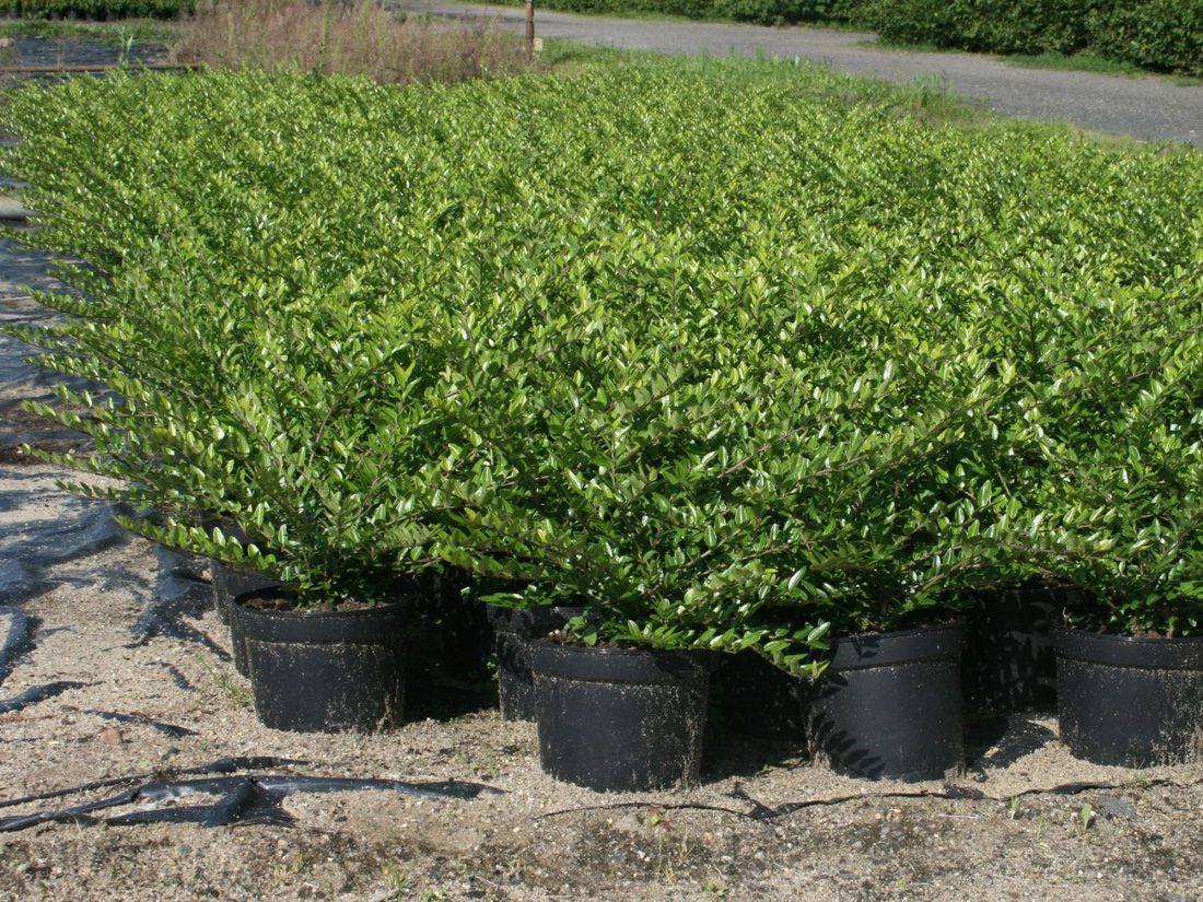 Lonicera pileata