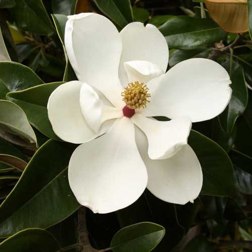Magnolia grandiflora galissonniere