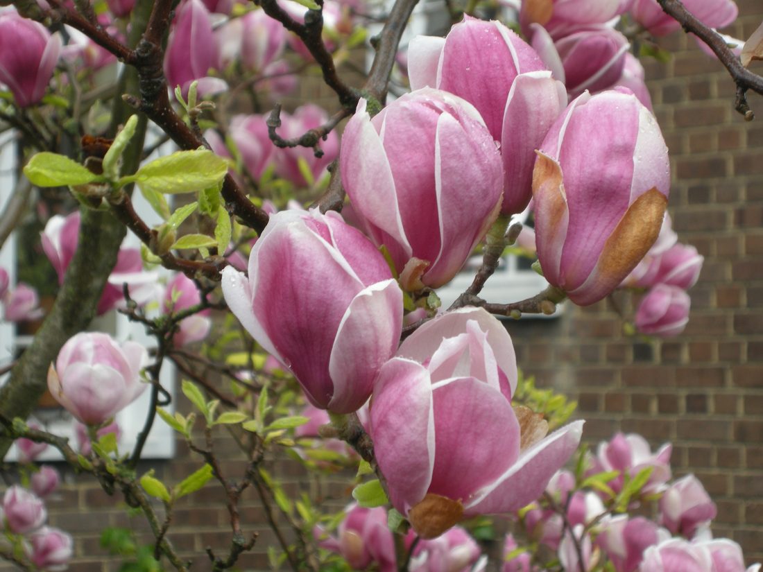Magnolia soulangeana