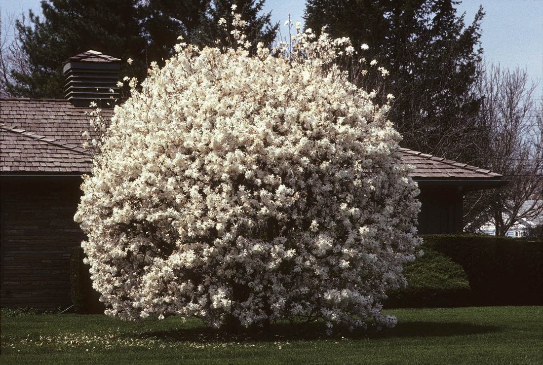 Magnolia stellata