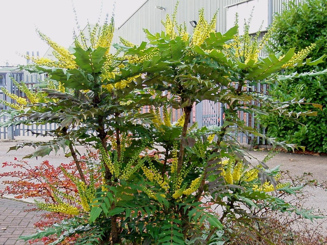 Mahonia aquifolium