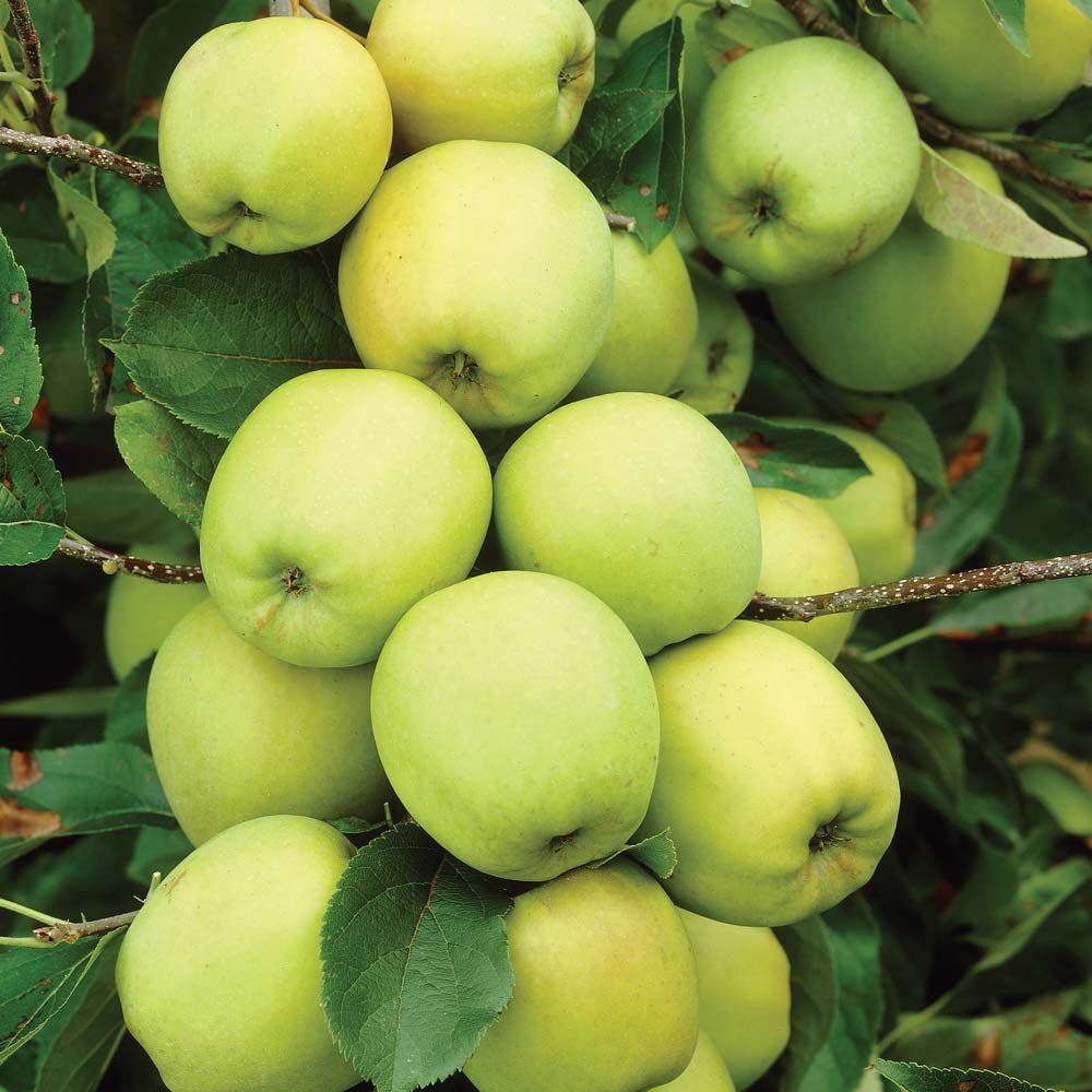 Malus domestica ( melo )