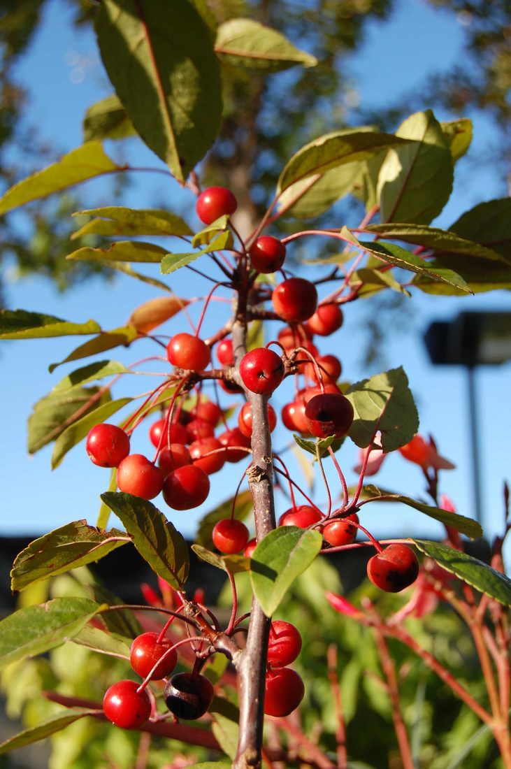 Malus hibridi ( da fiore )