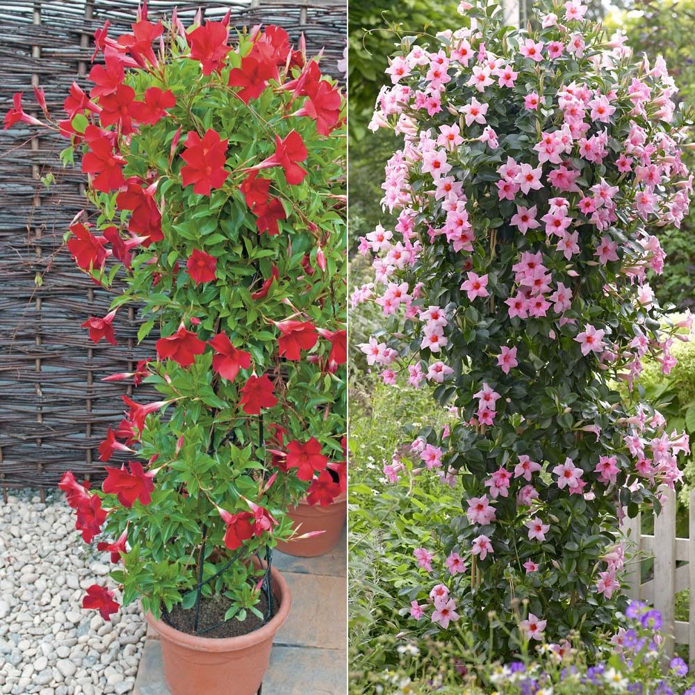 Mandevilla sanderi ( dipladenia )