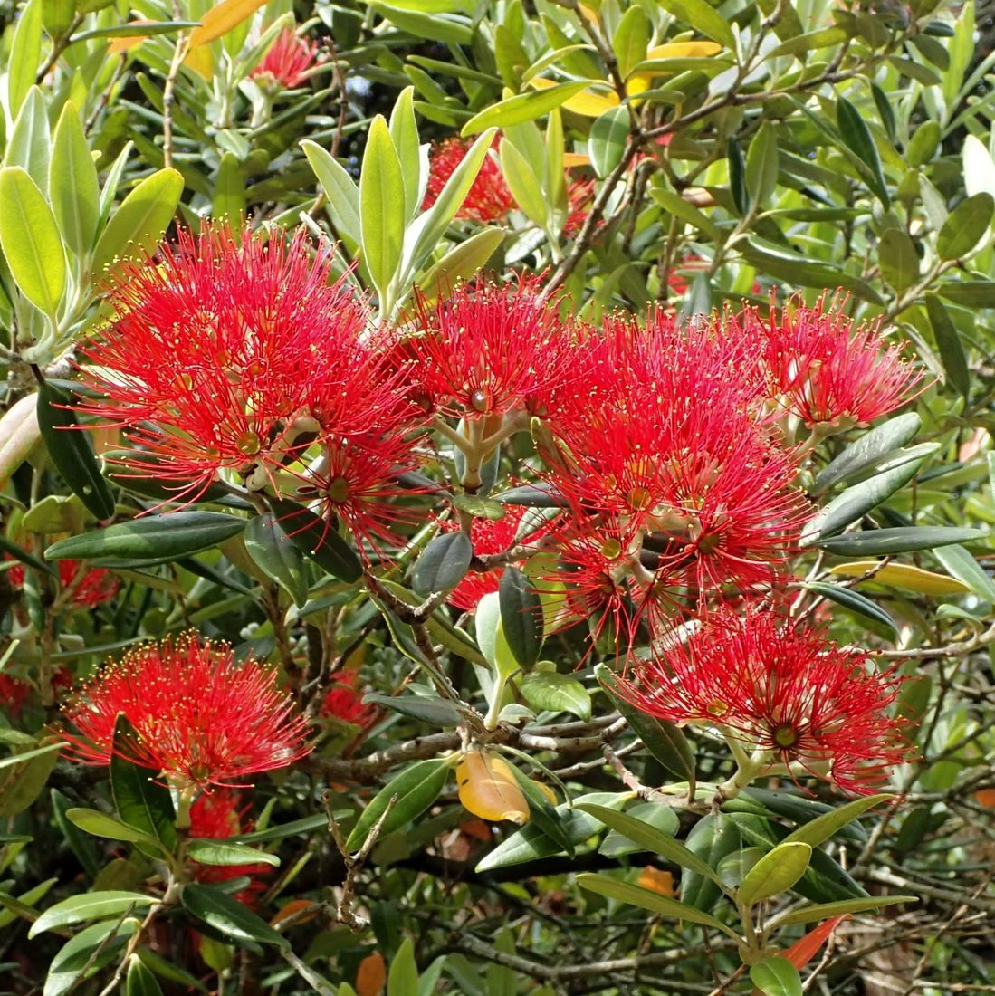 Metrosiderus exelsus