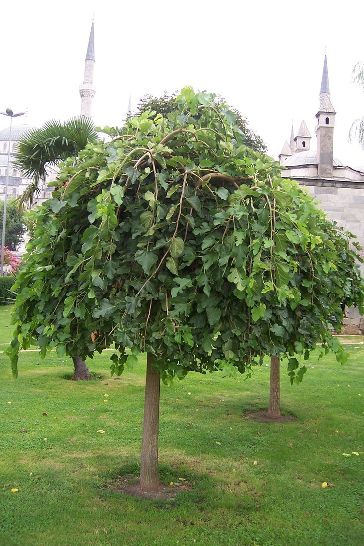 Morus alba  ( gelso )