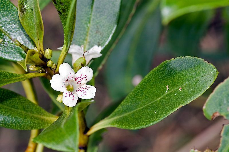 Myoporum laetum