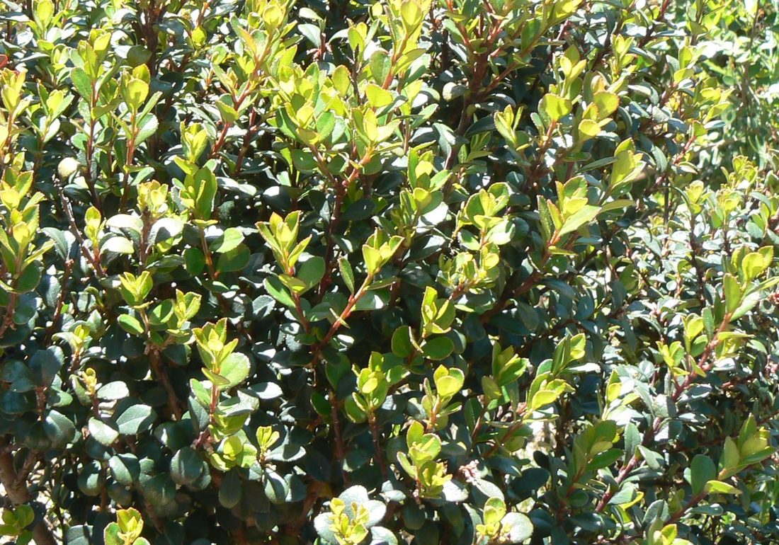 Myrsine africana