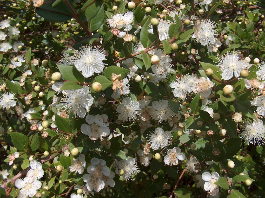 Myrtus communis