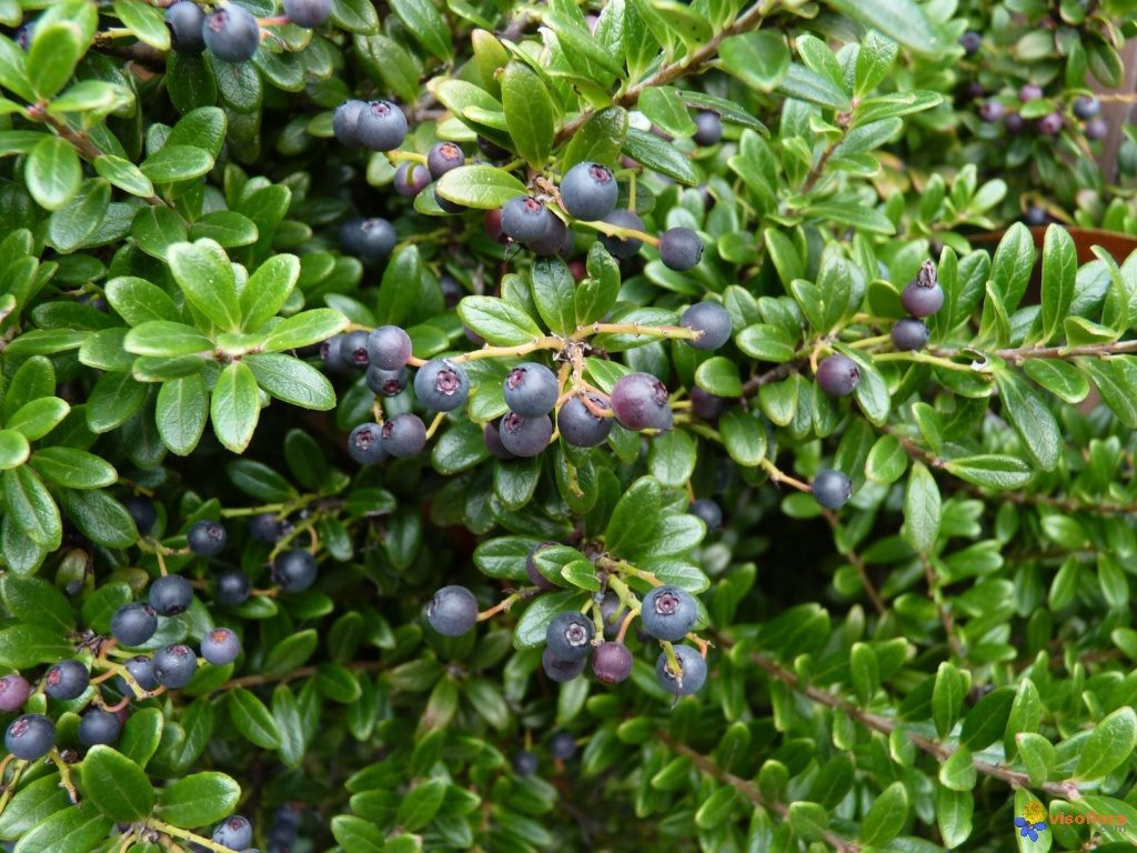 Myrtus tarantina